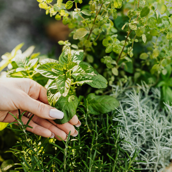 Tópicos para bem cuidar das plantas medicinais e aromáticas
