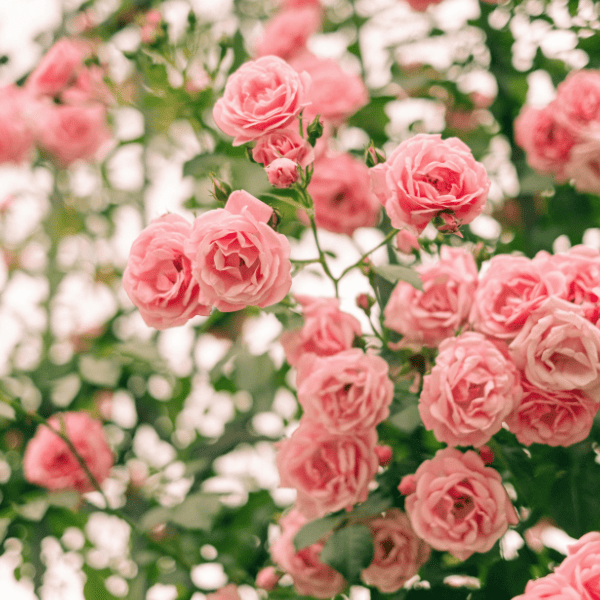 Sua roseira não floresce? Veja como a poda certa faz toda a diferença